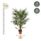 MijnPlantenShop - Chamaerops Humilis struik2