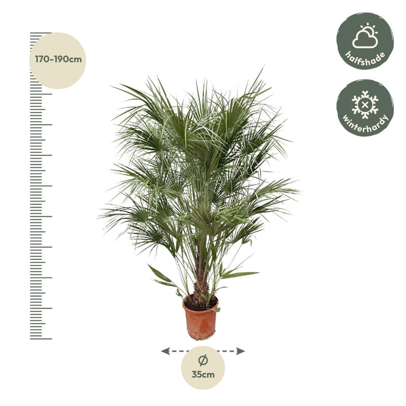 MijnPlantenShop - Chamaerops Humilis struik2