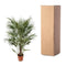 MijnPlantenShop - Chamaerops Humilis struik3