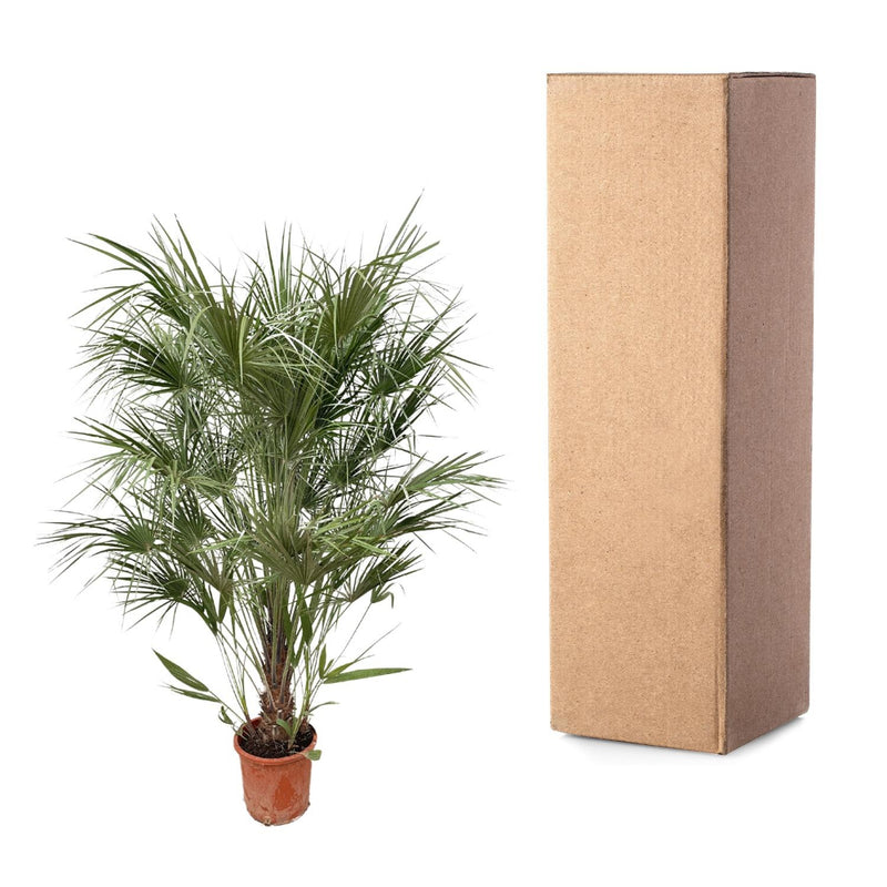 MijnPlantenShop - Chamaerops Humilis struik3