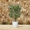 MijnPlantenShop - Chamaerops Humilis struik4