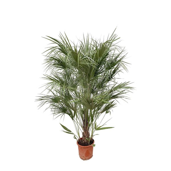MijnPlantenShop - Chamaerops Humilis struik