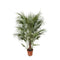 MijnPlantenShop - Chamaerops Humilis struik