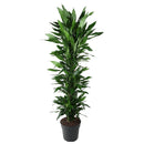 MijnPlantenShop - Dracaena Janet Lind vertakt 1