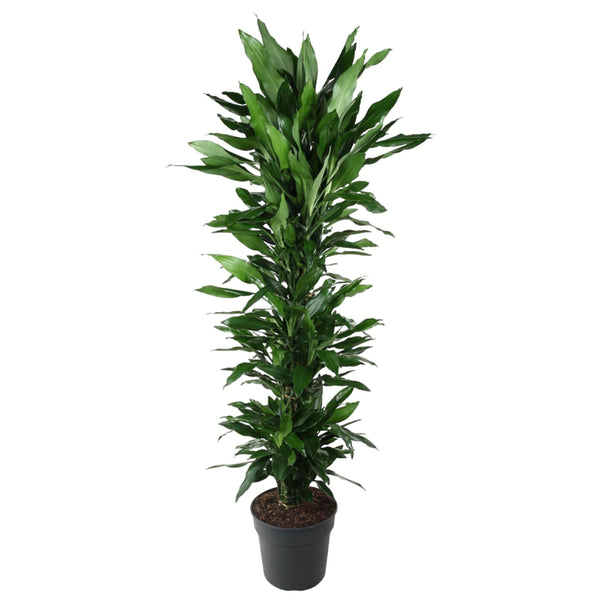 MijnPlantenShop - Dracaena Janet Lind vertakt 1