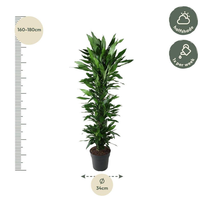 MijnPlantenShop - Dracaena Janet Lind vertakt 2