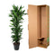 MijnPlantenShop - Dracaena Janet Lind vertakt 3
