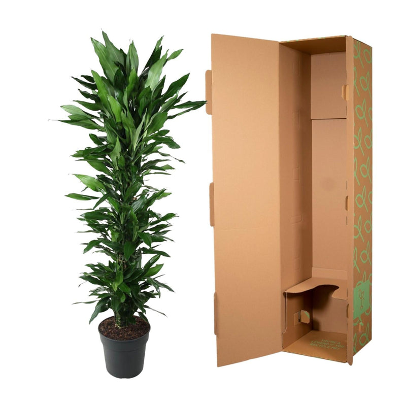 MijnPlantenShop - Dracaena Janet Lind vertakt 3