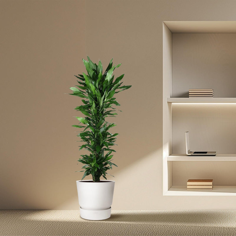 MijnPlantenShop - Dracaena Janet Lind vertakt 4