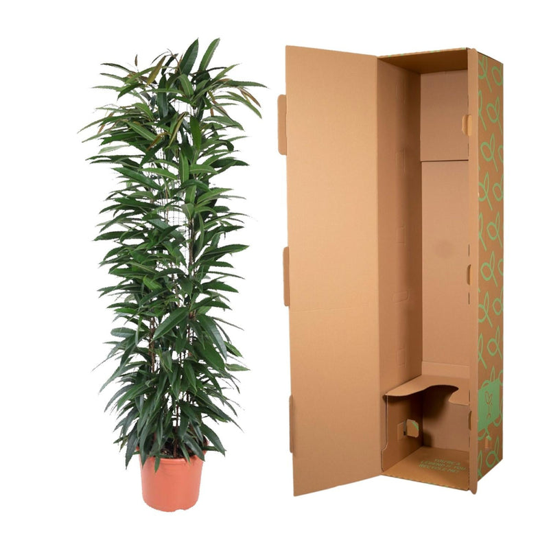 MijnPlantenShop - Ficus Alii King zuil3