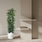 MijnPlantenShop - Ficus Alii King zuil4