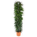 MijnPlantenShop - Ficus Alii King zuil5