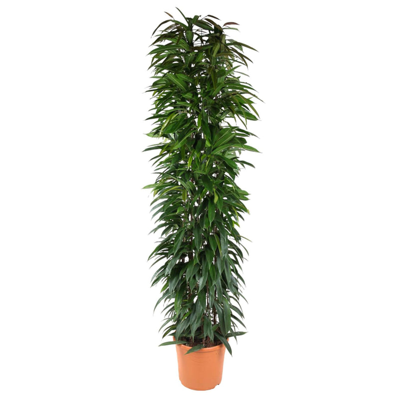 MijnPlantenShop - Ficus Alii King zuil5