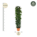 MijnPlantenShop - Ficus Alii King zuil6