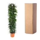 MijnPlantenShop - Ficus Alii King zuil7