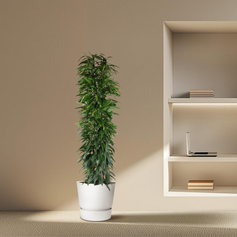 MijnPlantenShop - Ficus Alii King zuil8