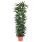 MijnPlantenShop - Ficus Alii King zuil