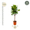 MijnPlantenShop - Ficus Lyrata boom2