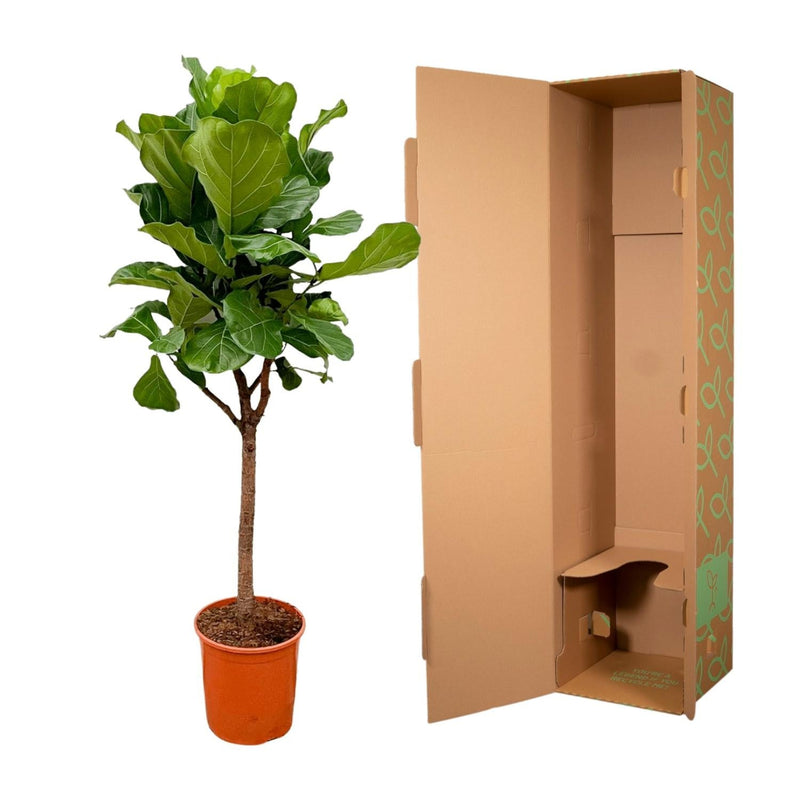 MijnPlantenShop - Ficus Lyrata boom3