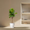 MijnPlantenShop - Ficus Lyrata boom4