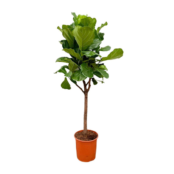MijnPlantenShop - Ficus Lyrata boom