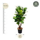 MijnPlantenShop - Ficus Lyrata vertakt XL2