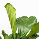 MijnPlantenShop - Ficus Lyrata vertakt XL3