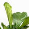 MijnPlantenShop - Ficus Lyrata vertakt XL3