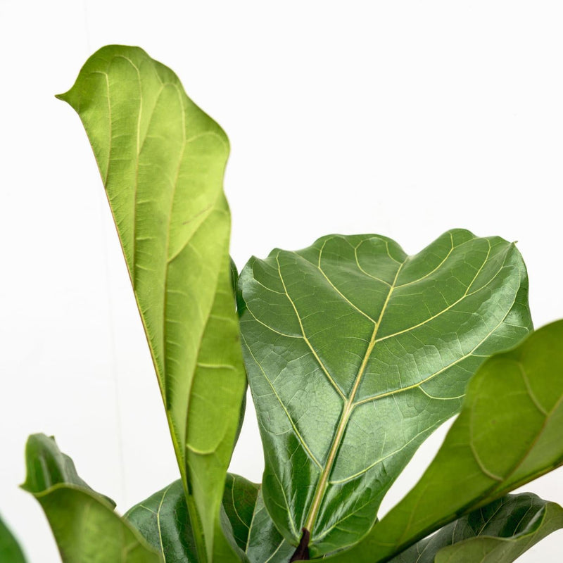 MijnPlantenShop - Ficus Lyrata vertakt XL3