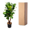 MijnPlantenShop - Ficus Lyrata vertakt XL4