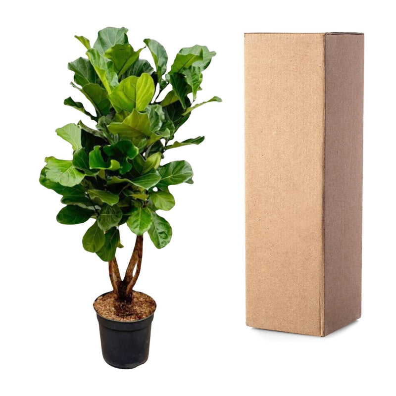 MijnPlantenShop - Ficus Lyrata vertakt XL4