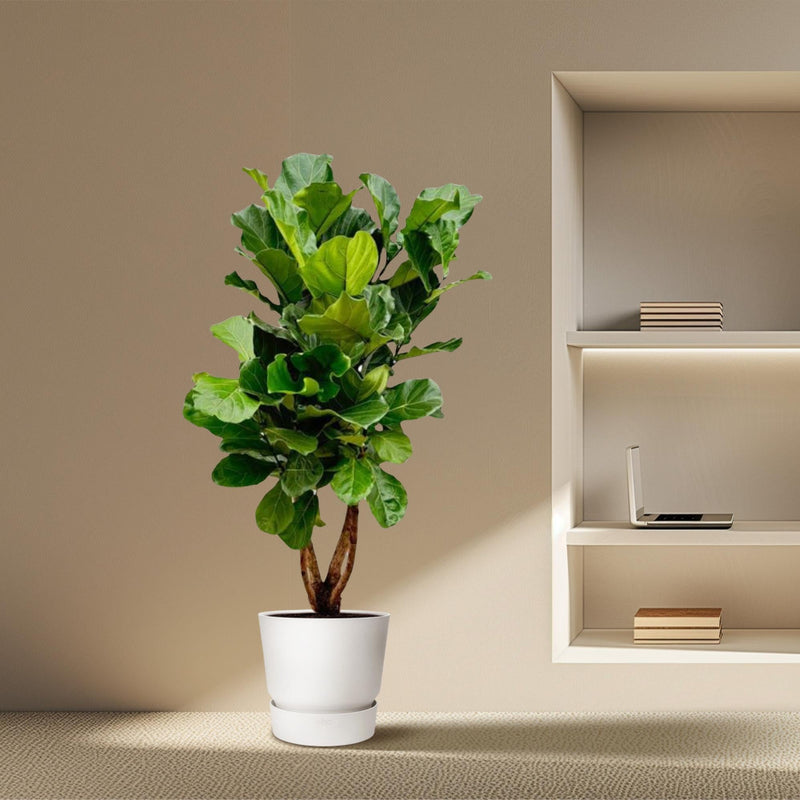 MijnPlantenShop - Ficus Lyrata vertakt XL5