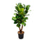 MijnPlantenShop - Ficus Lyrata vertakt XL
