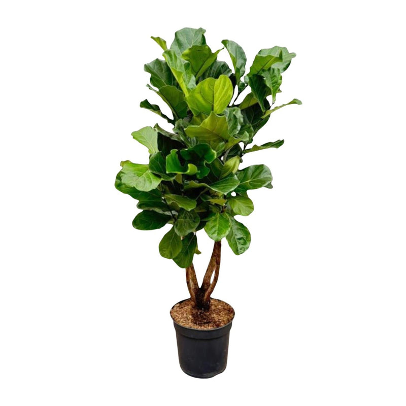 MijnPlantenShop - Ficus Lyrata vertakt XL