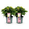 MijnPlantenShop_-_Hortensia_Hydrangea_macrophylla_Magical_Revolution_Pink2