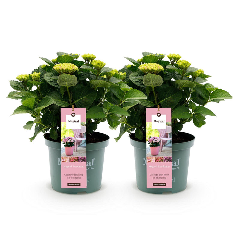 MijnPlantenShop_-_Hortensia_Hydrangea_macrophylla_Magical_Revolution_Pink2