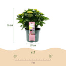 MijnPlantenShop_-_Hortensia_Hydrangea_macrophylla_Magical_Revolution_Pink3