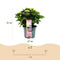 MijnPlantenShop_-_Hortensia_Hydrangea_macrophylla_Magical_Revolution_Pink3