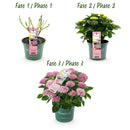 MijnPlantenShop_-_Hortensia_Hydrangea_macrophylla_Magical_Revolution_Pink4