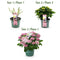 MijnPlantenShop_-_Hortensia_Hydrangea_macrophylla_Magical_Revolution_Pink4