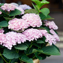 MijnPlantenShop_-_Hortensia_Hydrangea_macrophylla_Magical_Revolution_Pink5