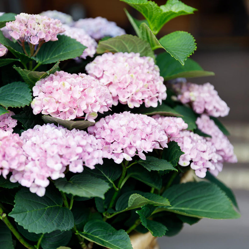 MijnPlantenShop_-_Hortensia_Hydrangea_macrophylla_Magical_Revolution_Pink5