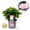 MijnPlantenShop - Hortensia Hydrangea macrophylla Magical Revolution Pink