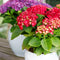 MijnPlantenShop - Hydrangea Forever & Ever Rood2