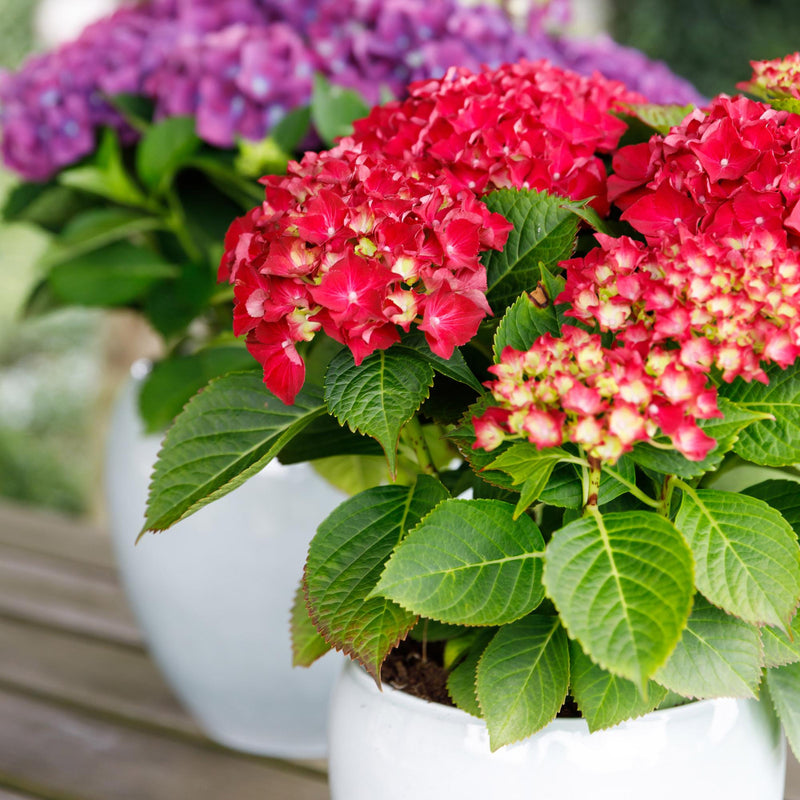 MijnPlantenShop - Hydrangea Forever & Ever Rood2