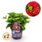 MijnPlantenShop - Hydrangea Forever & Ever Rood3