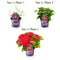 MijnPlantenShop - Hydrangea Forever & Ever Rood4