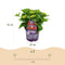 MijnPlantenShop - Hydrangea Forever & Ever Rood5