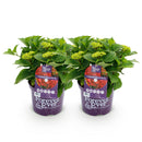 MijnPlantenShop - Hydrangea Forever & Ever Rood