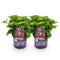 MijnPlantenShop - Hydrangea Forever & Ever Rood